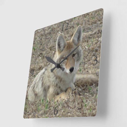R22 Coyote Laying Vierkante Klok (Hoek)