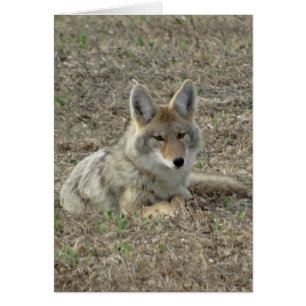 R22 Coyote Liggend