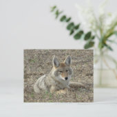 R22 Coyote Liggend Briefkaart (Staand voorkant)