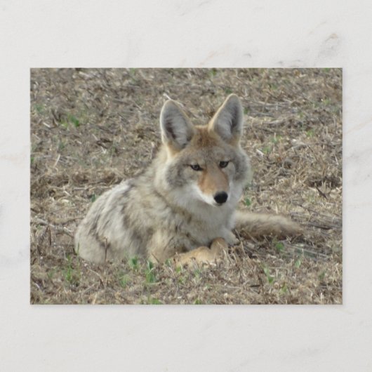 R22 Coyote Liggend Briefkaart (Voorkant)