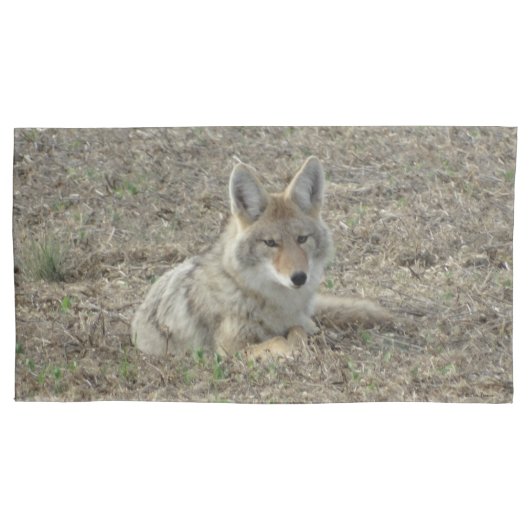 R22 Coyote Liggend Kussensloop (Voorkant)
