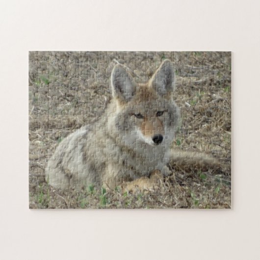 R22 Coyote Liggend Legpuzzel (Horizontaal)