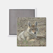 R22 Coyote Liggend Magneet (Voorkant / Achterkant)