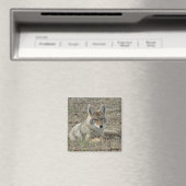 R22 Coyote Liggend Magneet (Insitu (Vaatwasser))