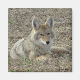 R22 Coyote Liggend Magneet