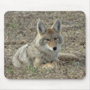 R22 Coyote Liggend Muismat