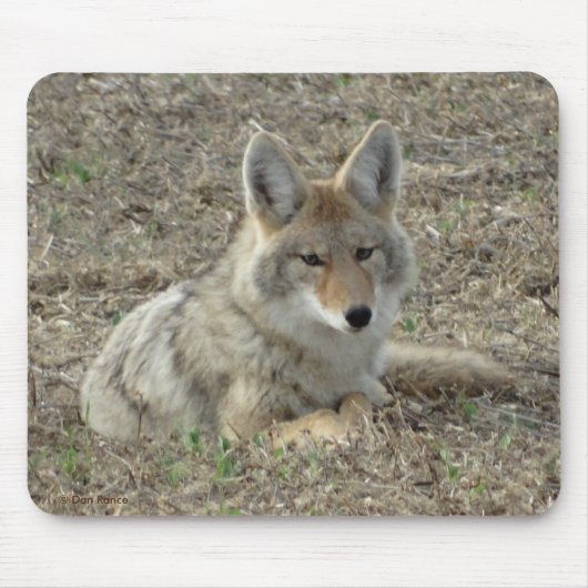 R22 Coyote Liggend Muismat (Voorkant)