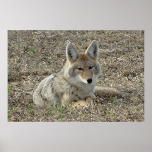 R22 Coyote Liggend Poster (Voorkant)