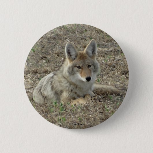 R22 Coyote Liggend Ronde Button 5,7 Cm (Voorkant)