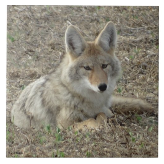 R22 Coyote Liggend Tegeltje (Voorkant)