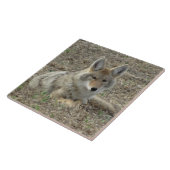 R22 Coyote Liggend Tegeltje (Zijkant)