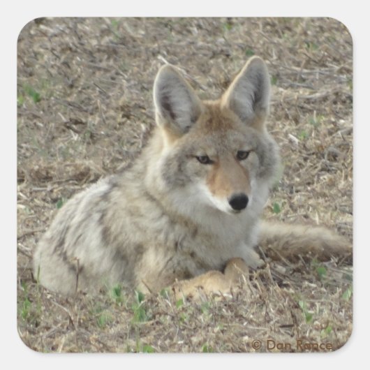 R22 Coyote Liggend Vierkante Sticker (Voorkant)