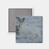 R23 Sneeuwschoehaas Magneet (Voorkant / Achterkant)