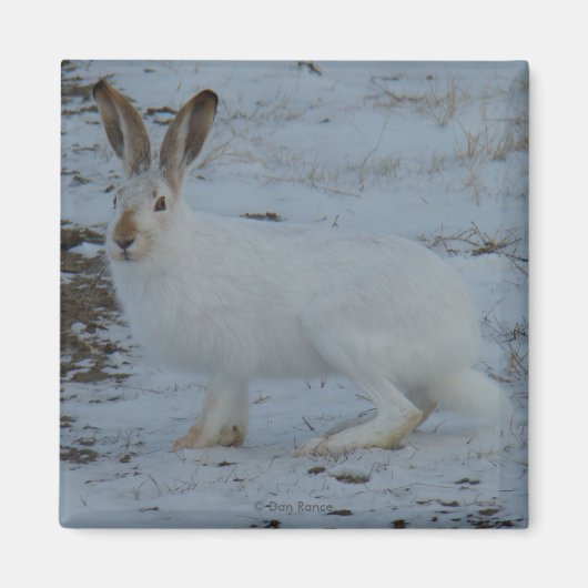 R23 Sneeuwschoehaas Magneet (Voorkant)