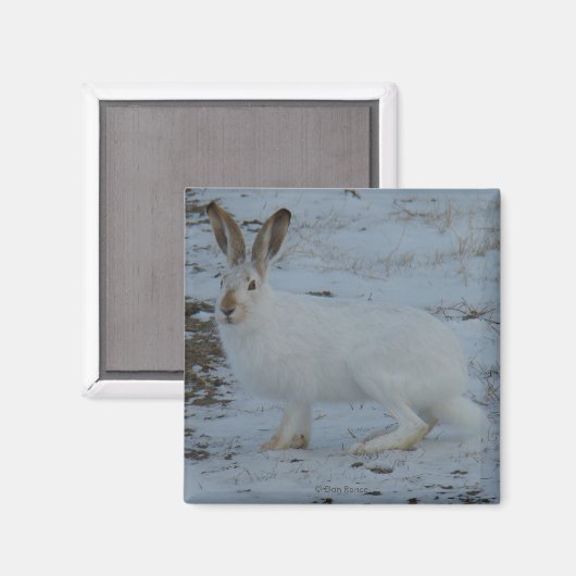 R23 Snowshoe Hare Magneet (Voorkant / Achterkant)