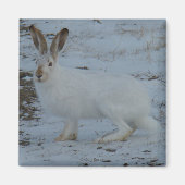R23 Snowshoe Hare Magneet (Voorkant)