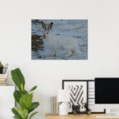 R23 Snowshoe Hare Poster (Thuiskantoor)