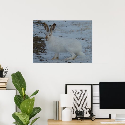 R23 Snowshoe Hare Poster (Thuiskantoor)