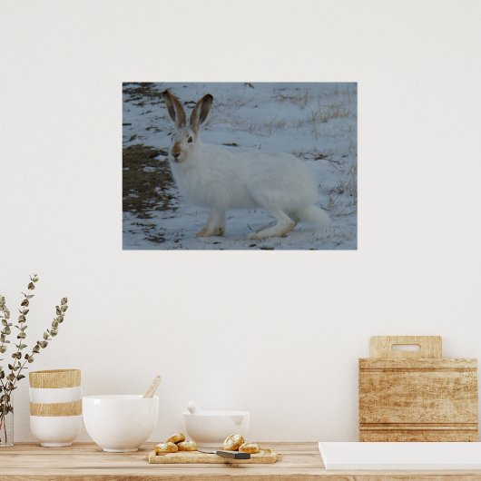R23 Snowshoe Hare Poster (Keuken)