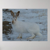 R23 Snowshoe Hare Poster (Voorkant)