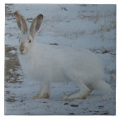 R23 Snowshoe Hare Tegeltje (Voorkant)