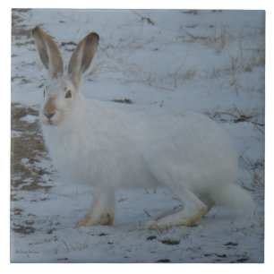 R23 Snowshoe Hare Tegeltje