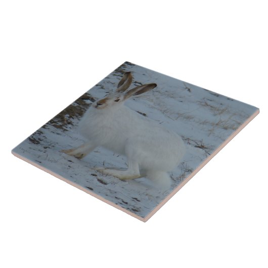R23 Snowshoe Hare Tegeltje (Zijkant)