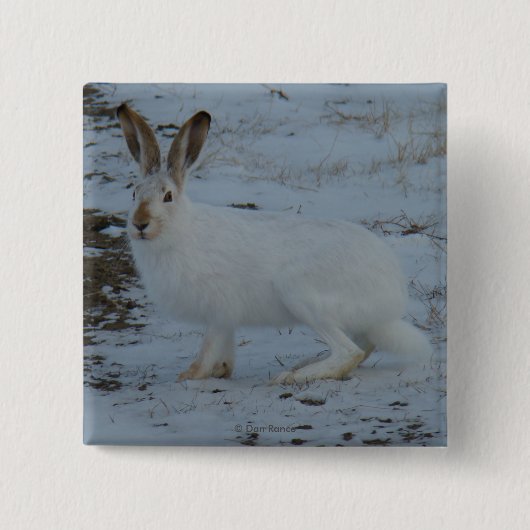R23 Snowshoe Hare Vierkante Button 5,1 Cm (Voorkant)