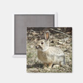 R24 Katoen-staartkonijn Magneet (Voorkant / Achterkant)