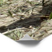 R24 Katoen-staartkonijn Poster (Hoek)