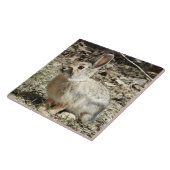 R24 Katoen-staartkonijn Tegeltje (Zijkant)