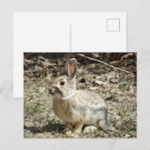 R24 Katoenstaartkonijn Briefkaart (Voorkant / Achterkant)