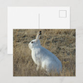 R25 Sneeuwschoehaas Briefkaart (Voorkant / Achterkant)