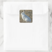 R25 Sneeuwschoenhare Vierkante Sticker (Tas)