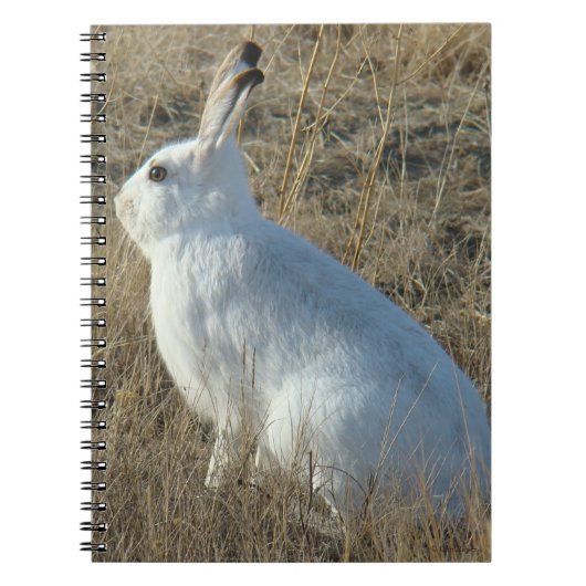R25 Snowshoe Hare Notitieboek (Voorkant)