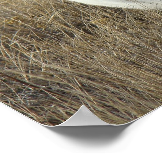 R25 Snowshoe Hare Poster (Hoek)