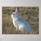 R25 Snowshoe Hare Poster (Voorkant)