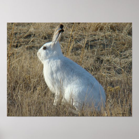 R25 Snowshoe Hare Poster (Voorkant)