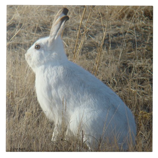 R25 Snowshoe Hare Tegeltje (Voorkant)
