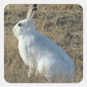 R25 Snowshoe Hare Vierkante Sticker
