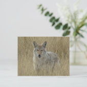 R2 Coyote in hoog gras Briefkaart (Staand voorkant)