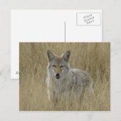 R2 Coyote in hoog gras Briefkaart (Voorkant / Achterkant)