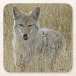 R2 Coyote in hoog gras Kartonnen Onderzetters