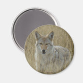 R2 Coyote in hoog gras Magneet (Voorkant / Achterkant)
