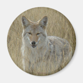 R2 Coyote in hoog gras Magneet