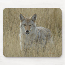 R2 Coyote in hoog gras