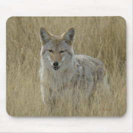 R2 Coyote in hoog gras Muismat