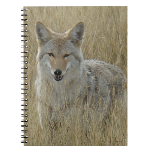 R2 Coyote in hoog gras Notitieboek (Voorkant)