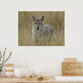 R2 Coyote in hoog gras Poster (Keuken)