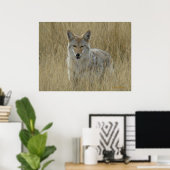 R2 Coyote in hoog gras Poster (Thuiskantoor)
